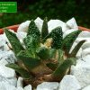 Ariocarpus_ bravoanus _ssp.hintonii _01